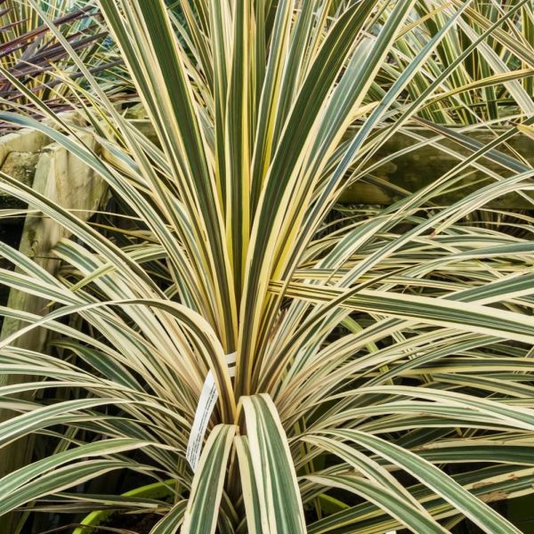 Cordyline Lime Passion 1.5 Litre